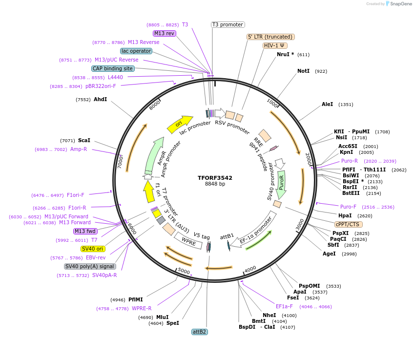 145018-plasmid-map-sequence-id-287168