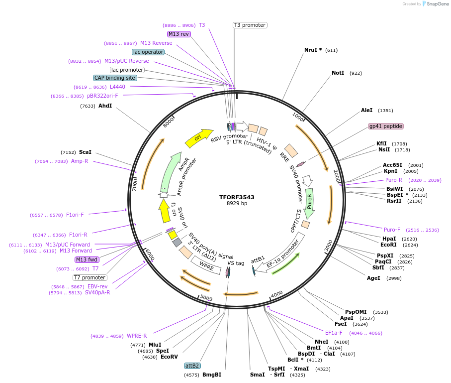 145019-plasmid-map-sequence-id-287171