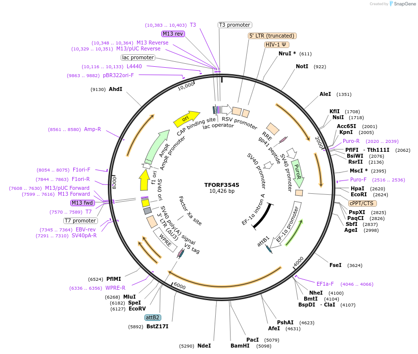 145021-plasmid-map-sequence-id-287177