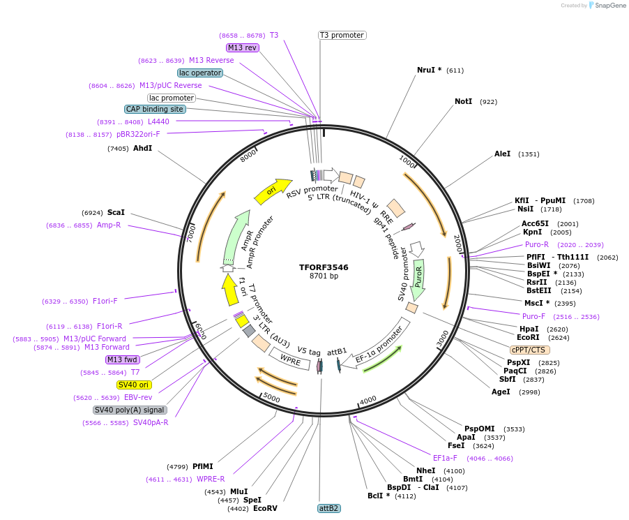 145022-plasmid-map-sequence-id-287180