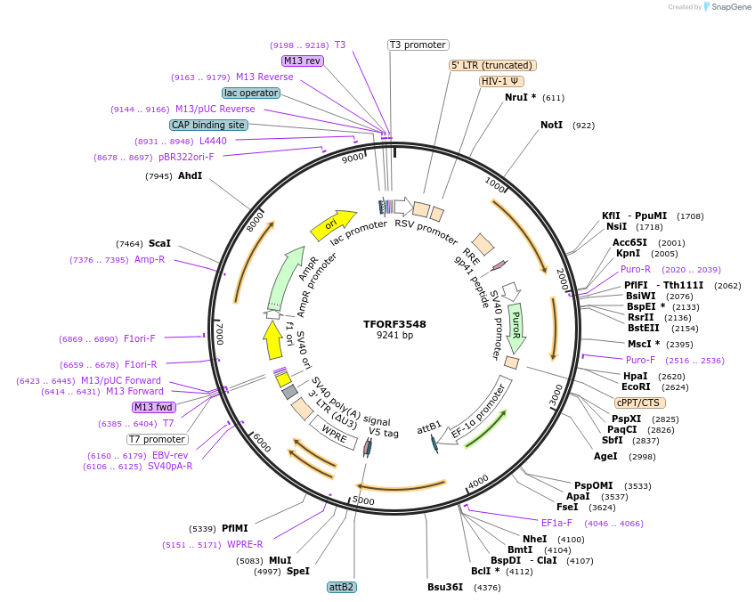 145024-plasmid-map-sequence-id-287186