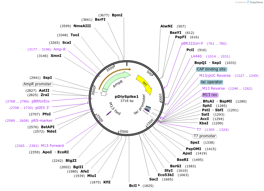 136948-plasmid-map-sequence-id-287297