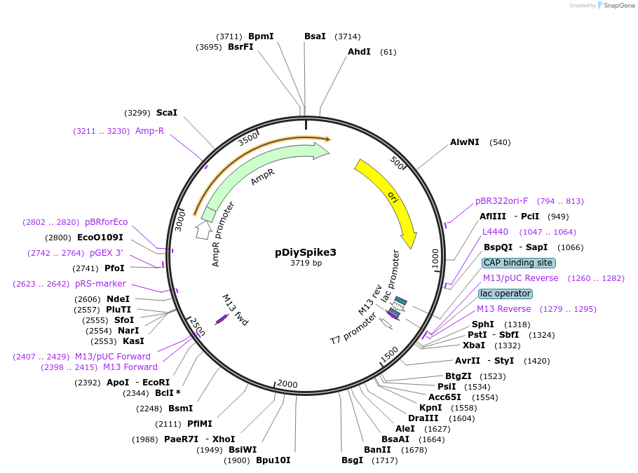 136950-plasmid-map-sequence-id-287342