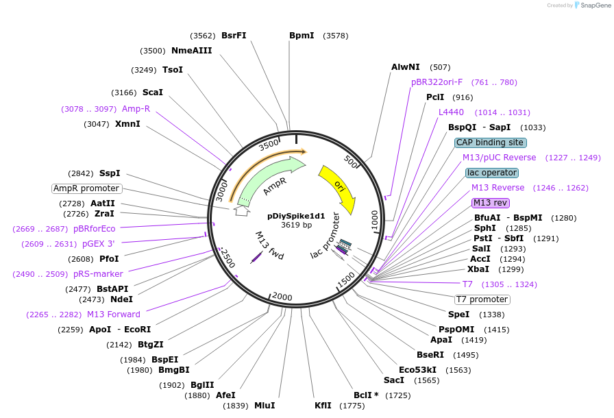 136951-plasmid-map-sequence-id-287351