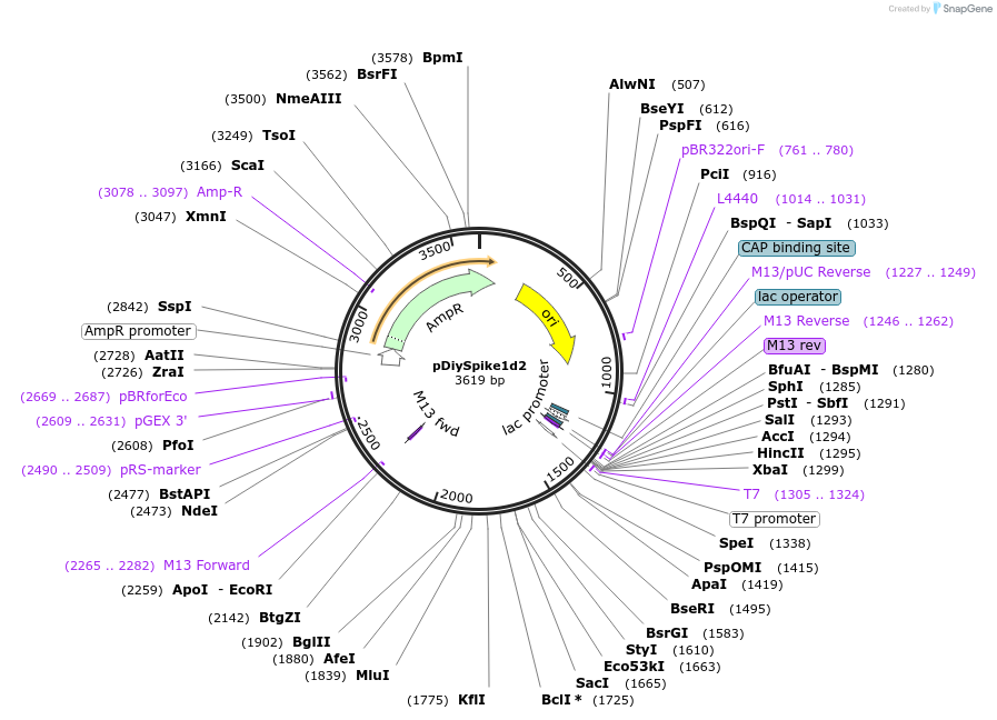 136952-plasmid-map-sequence-id-287352