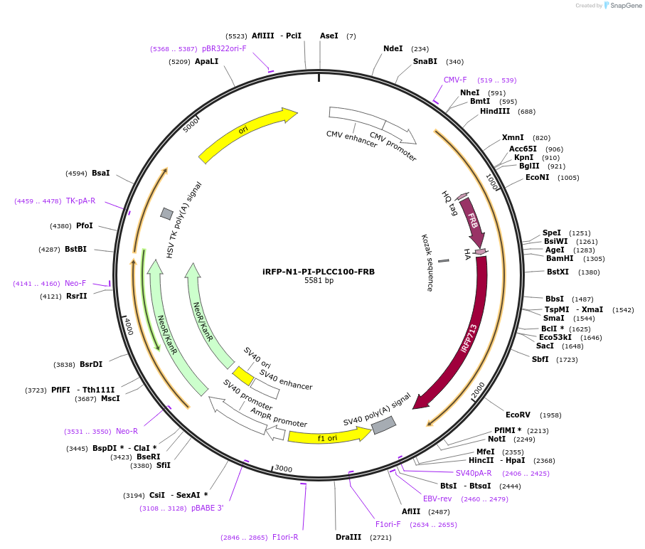 139306-plasmid-map-sequence-id-287354