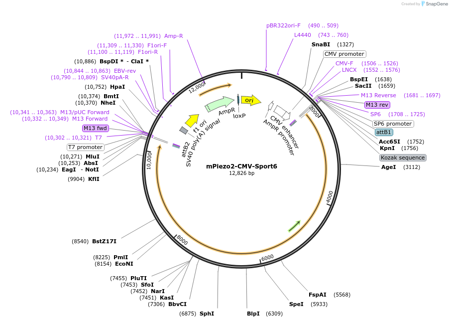 81073-plasmid-map-sequence-id-287359