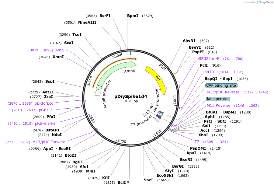 136954-plasmid-map-sequence-id-287360