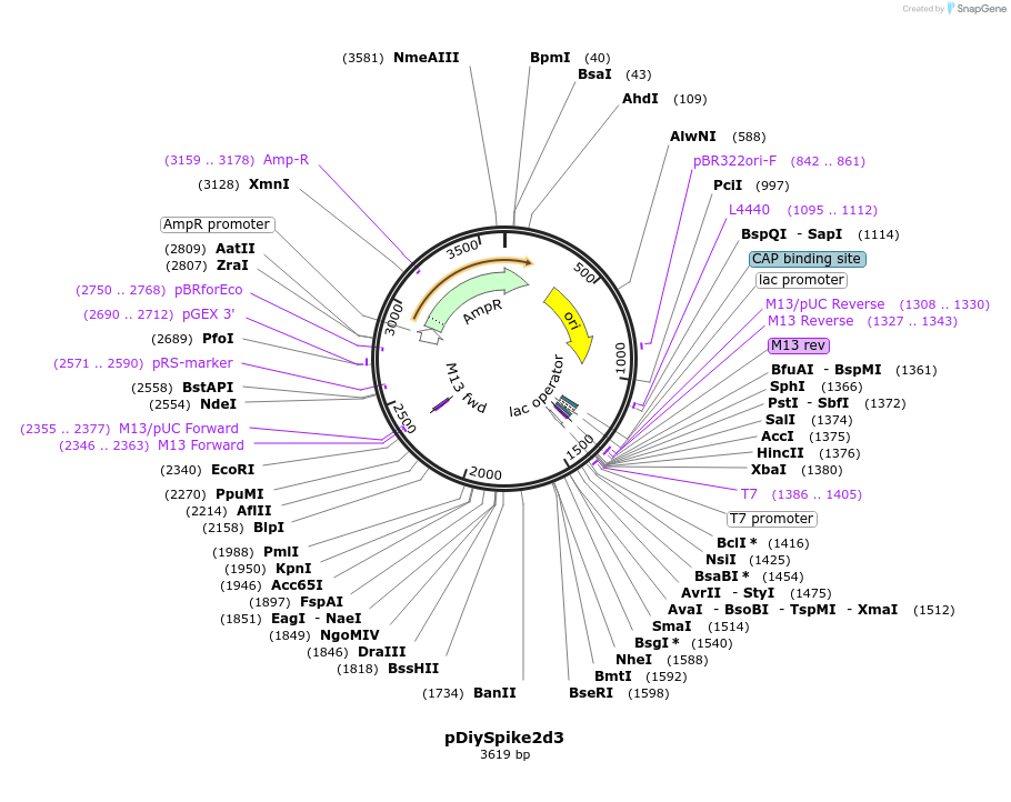 136957-plasmid-map-sequence-id-287364