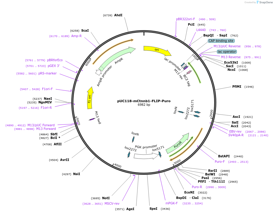 84540-plasmid-map-sequence-id-287367