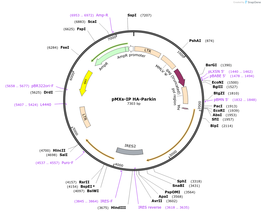 38248-plasmid-map-sequence-id-287396