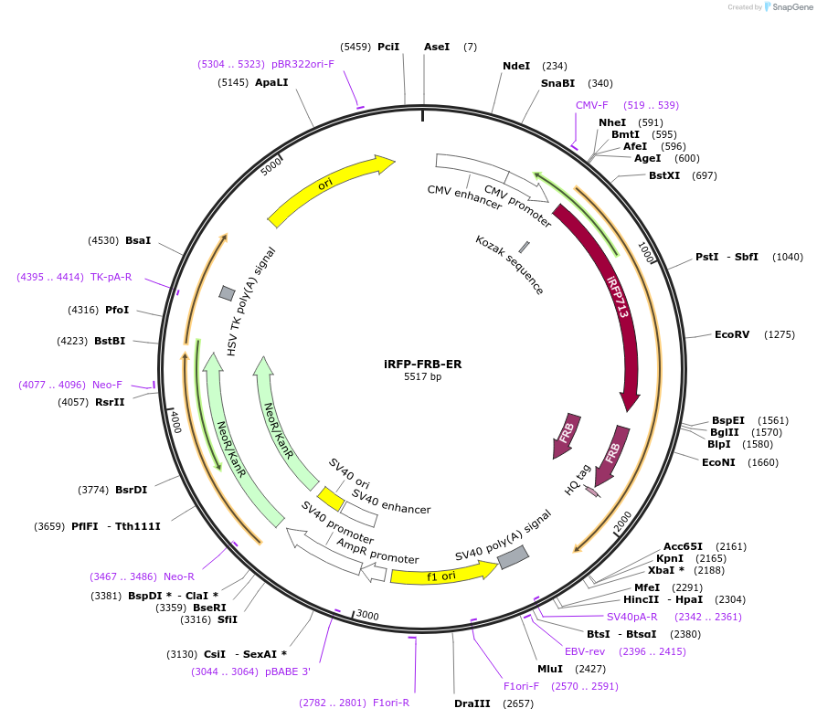 139317-plasmid-map-sequence-id-287405