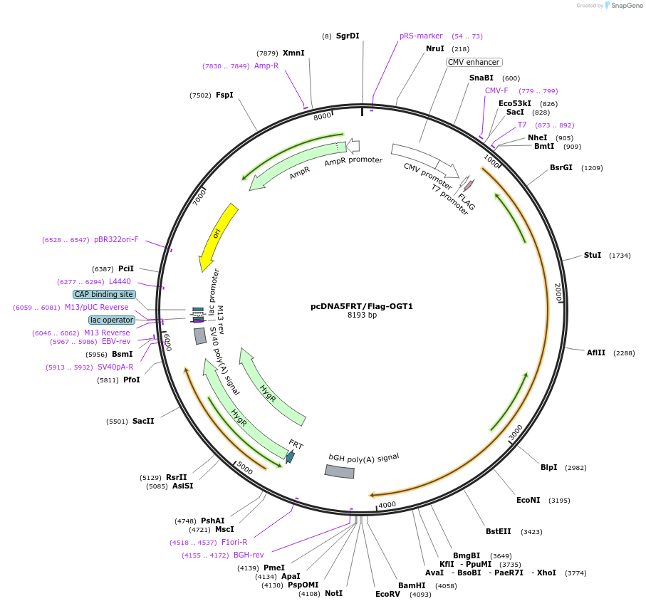 29760-plasmid-map-sequence-id-287408
