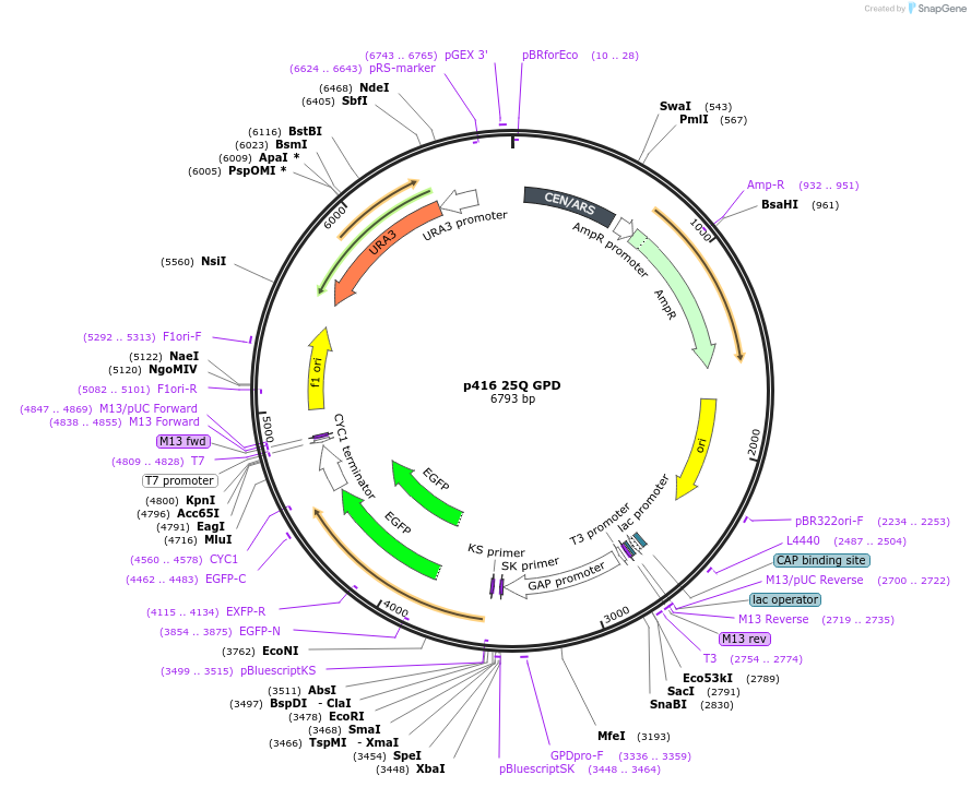 1177-plasmid-map-sequence-id-287451