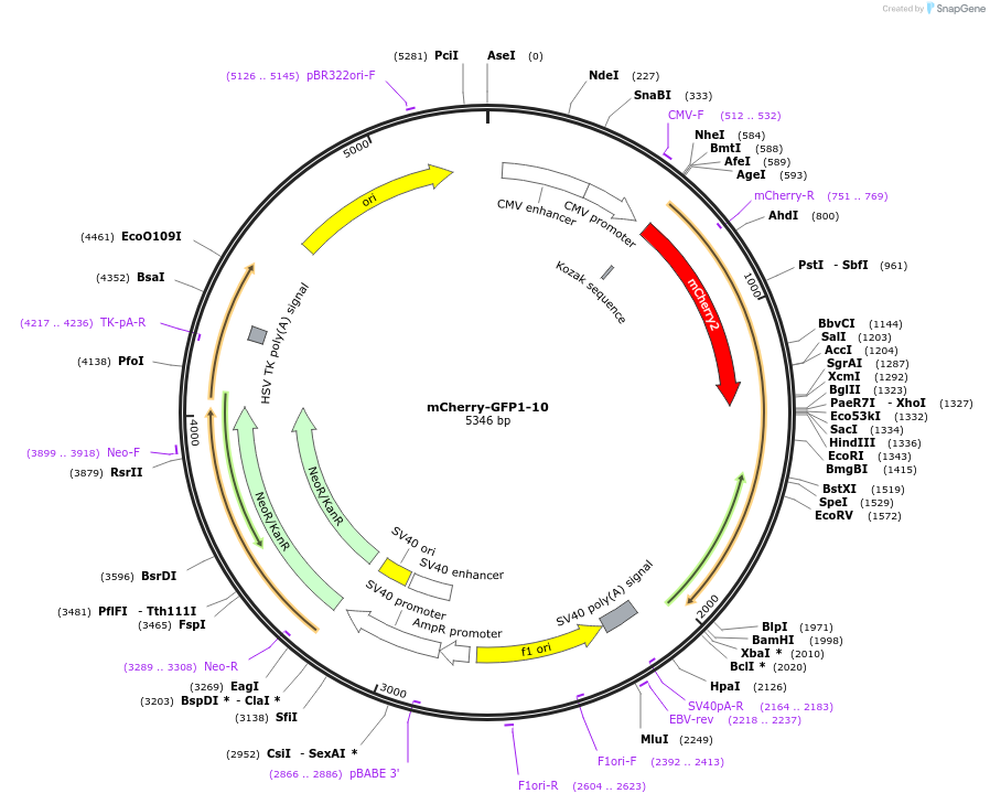 78591-plasmid-map-sequence-id-287556
