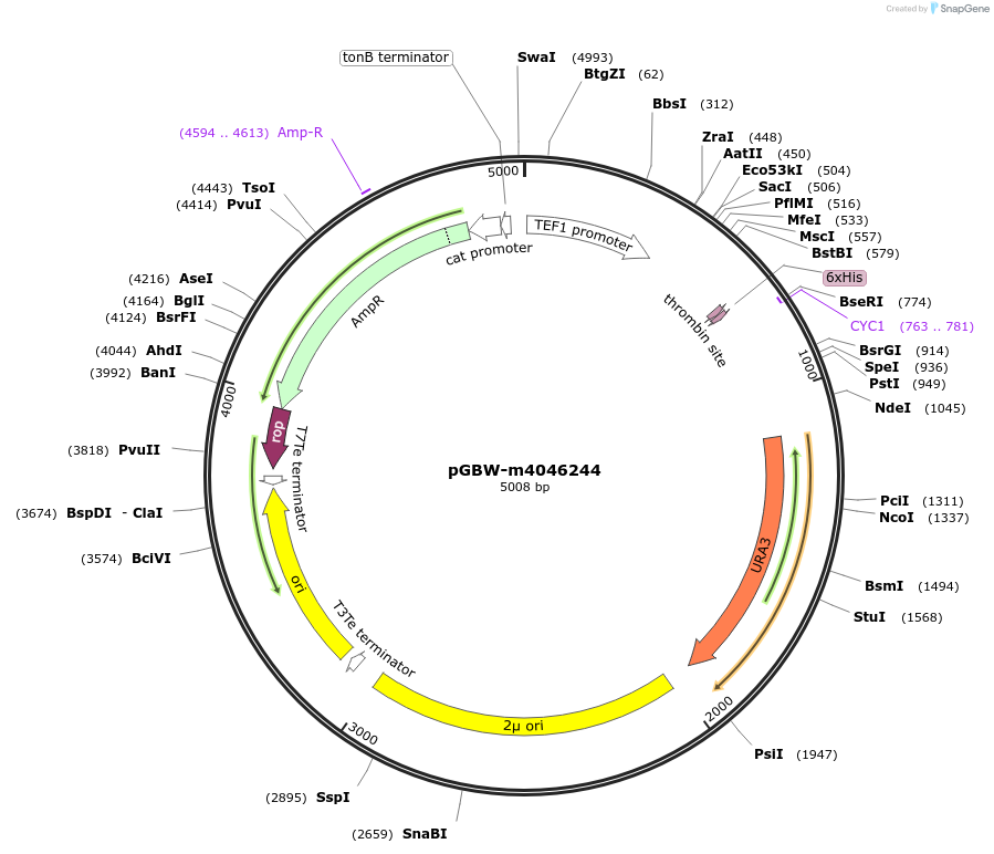 145405-plasmid-map-sequence-id-287582