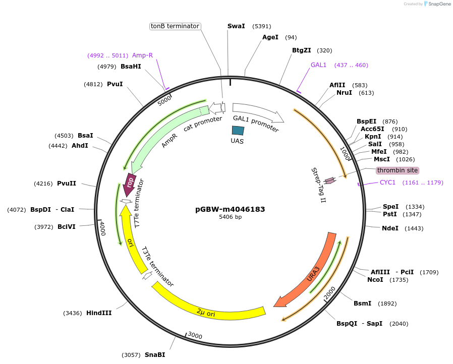 145407-plasmid-map-sequence-id-287584