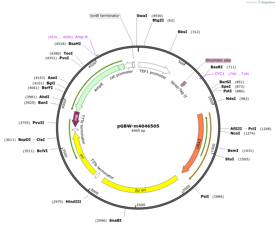 145410-plasmid-map-sequence-id-287587