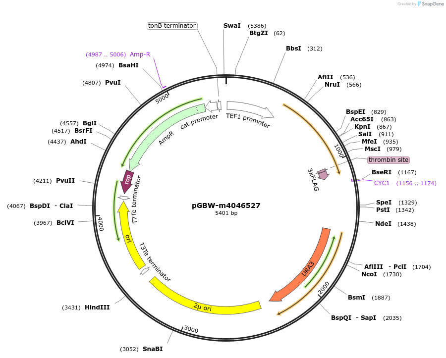 145412-plasmid-map-sequence-id-287589