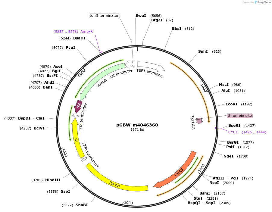 145414-plasmid-map-sequence-id-287591