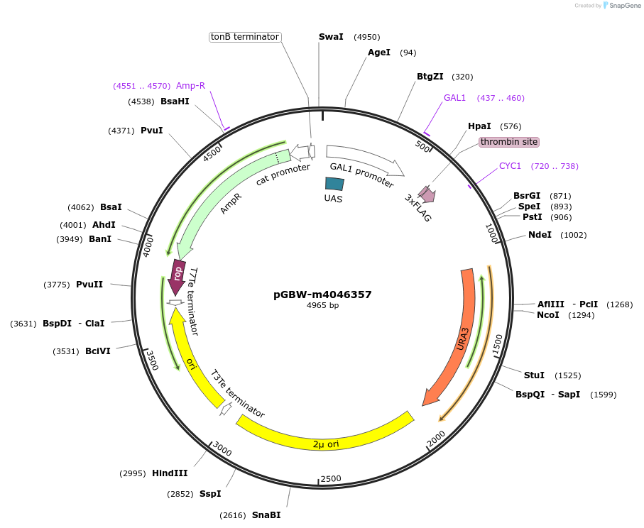 145417-plasmid-map-sequence-id-287594