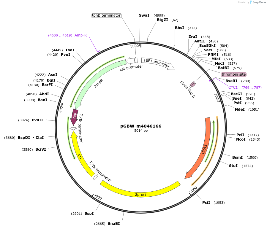 145433-plasmid-map-sequence-id-287610