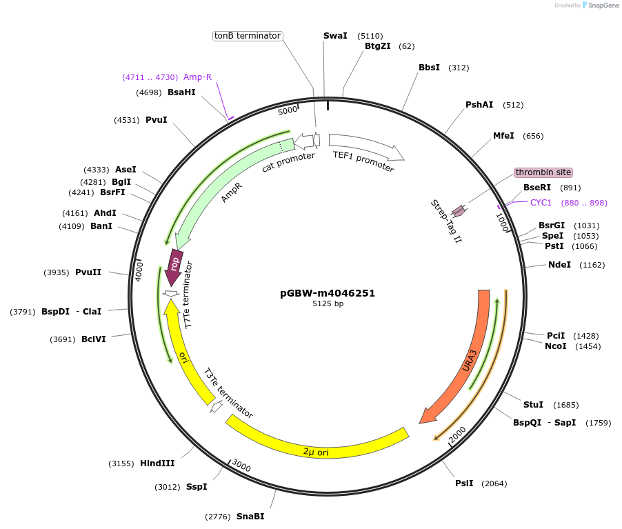 145440-plasmid-map-sequence-id-287617
