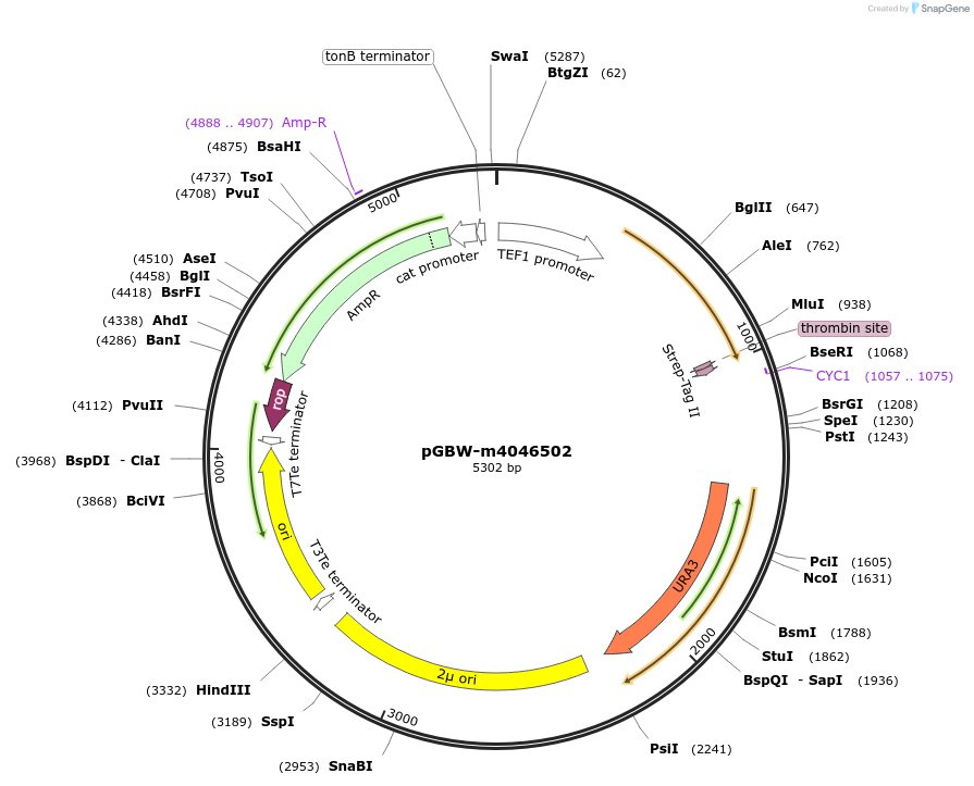 145441-plasmid-map-sequence-id-287618