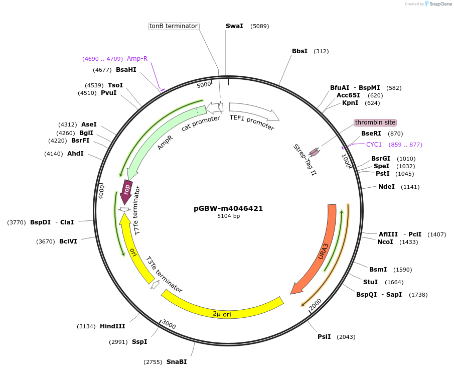 145446-plasmid-map-sequence-id-287623