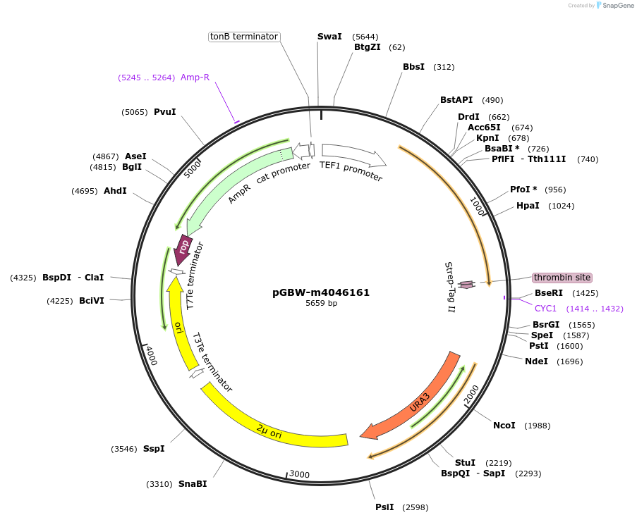 145459-plasmid-map-sequence-id-287636