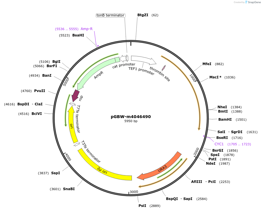 145468-plasmid-map-sequence-id-287645
