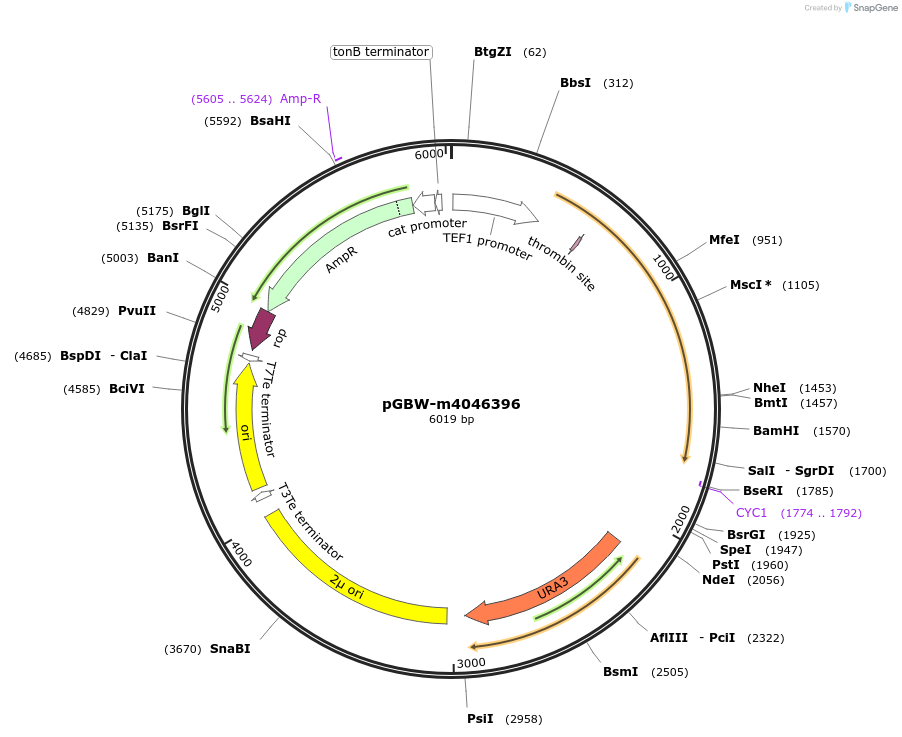 145475-plasmid-map-sequence-id-287652