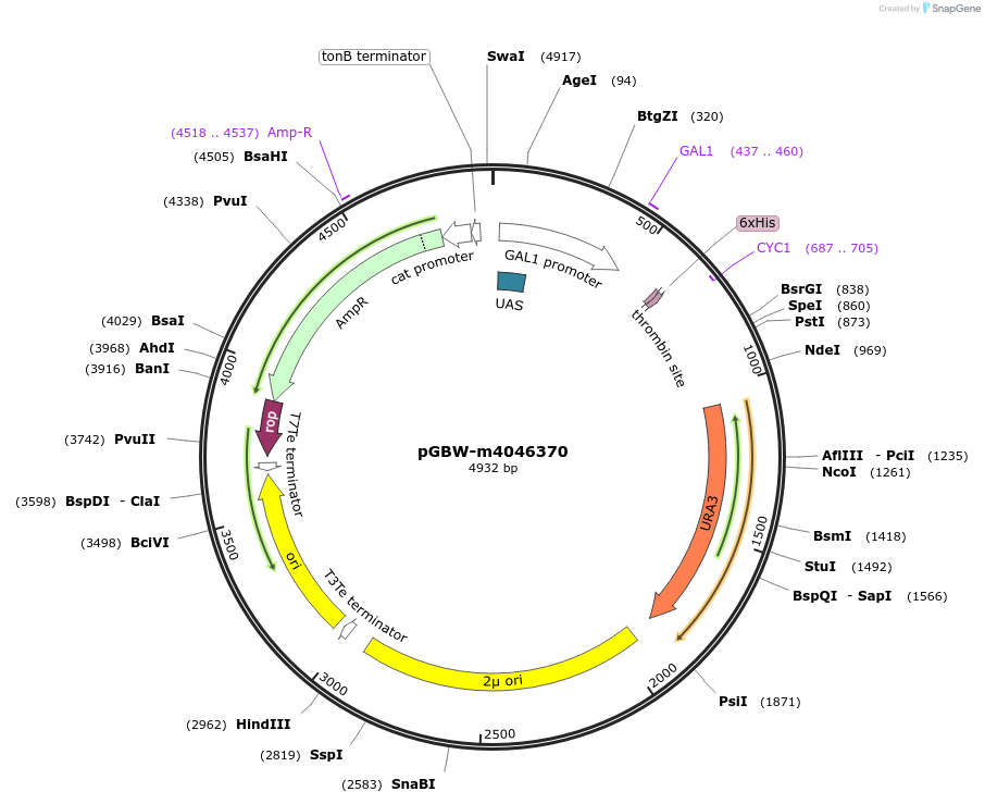 145518-plasmid-map-sequence-id-287695