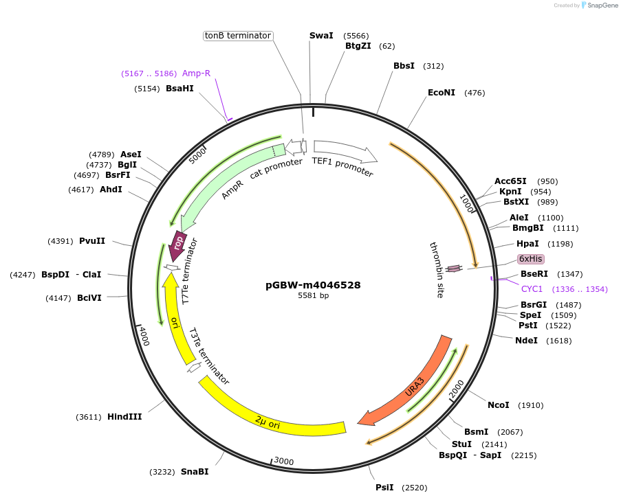 145563-plasmid-map-sequence-id-287740