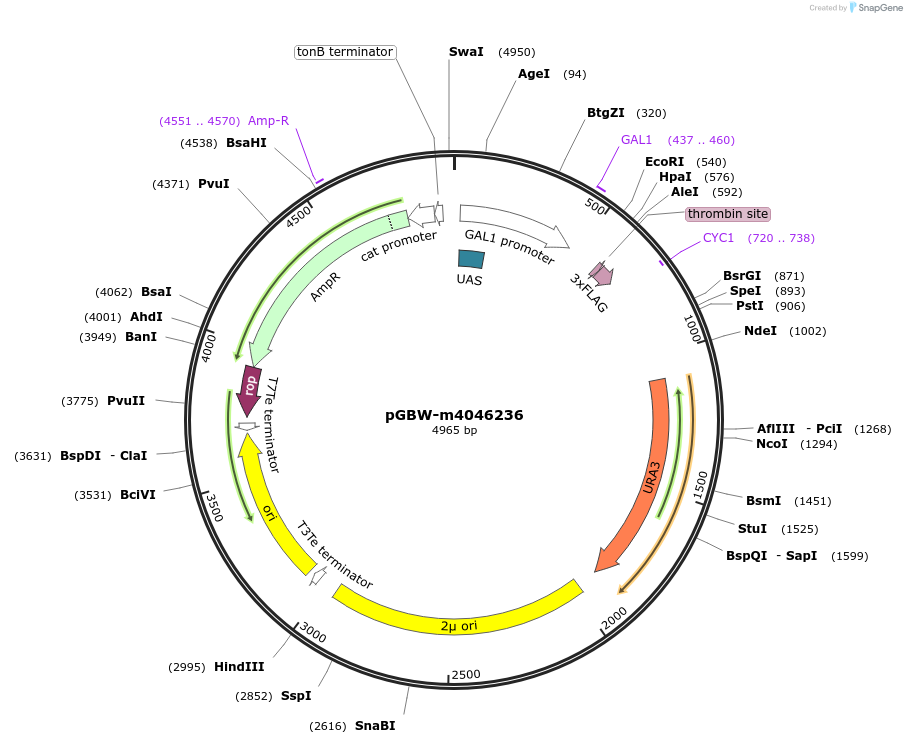 145572-plasmid-map-sequence-id-287749