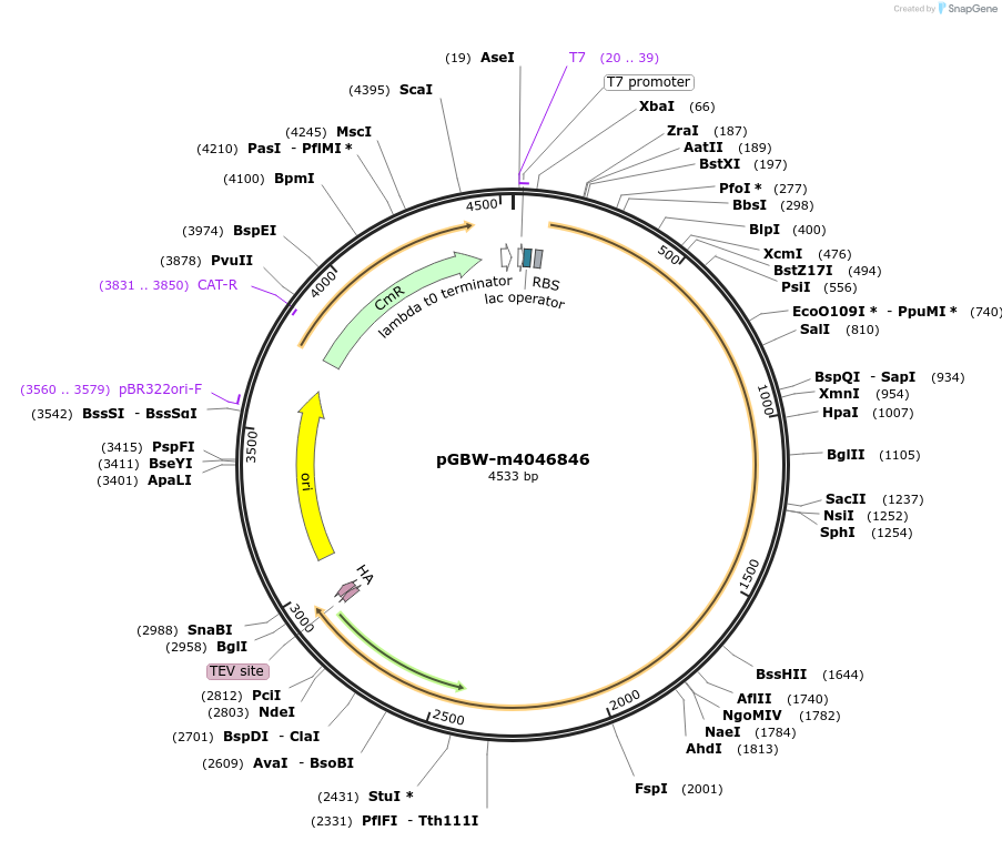 145575-plasmid-map-sequence-id-287752