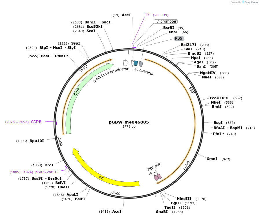 145589-plasmid-map-sequence-id-287766