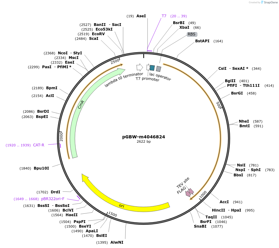145613-plasmid-map-sequence-id-287790