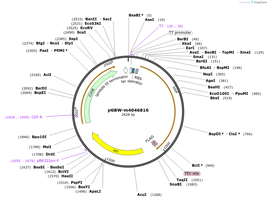 145622-plasmid-map-sequence-id-287799