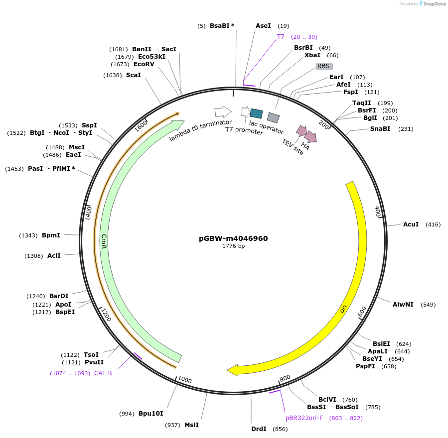 145628-plasmid-map-sequence-id-287805