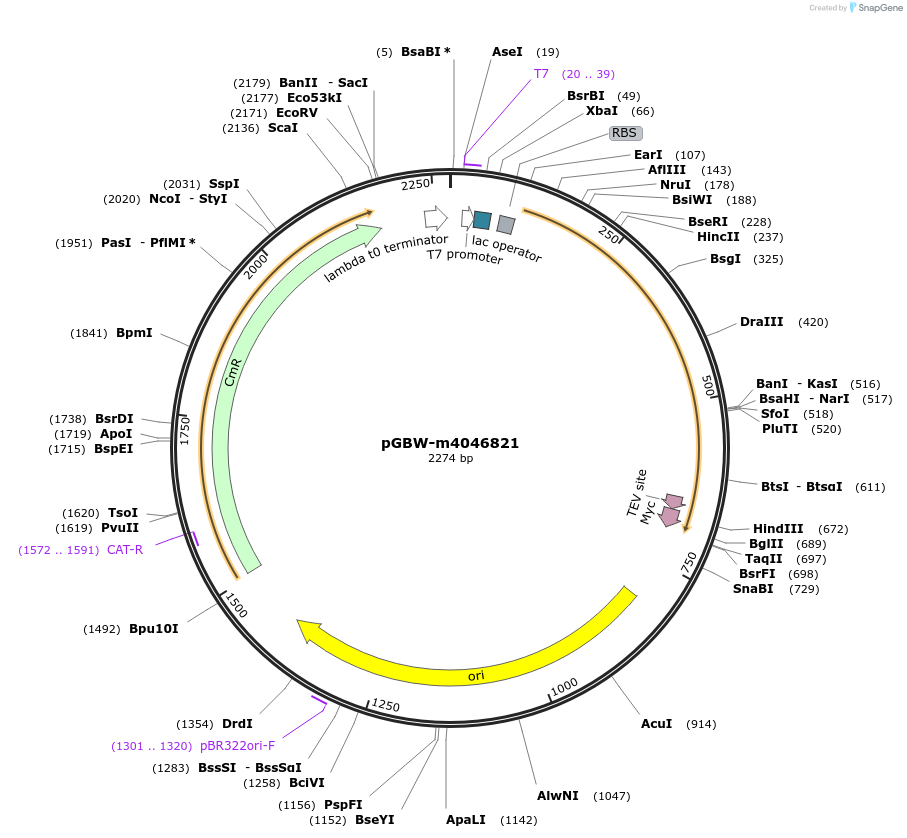 145631-plasmid-map-sequence-id-287808