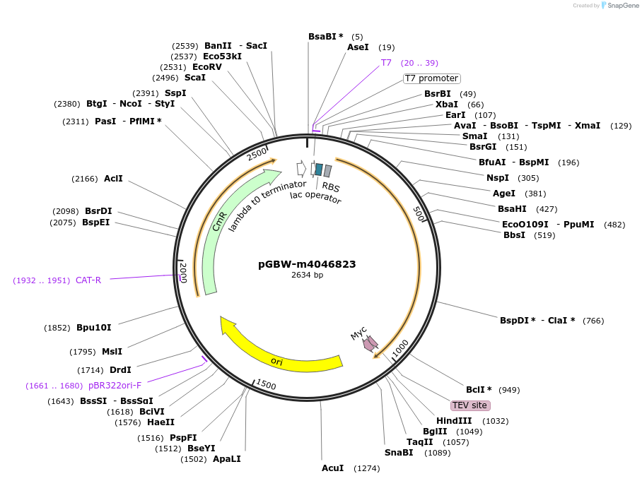 145634-plasmid-map-sequence-id-287811