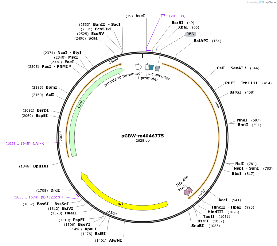 145636-plasmid-map-sequence-id-287813