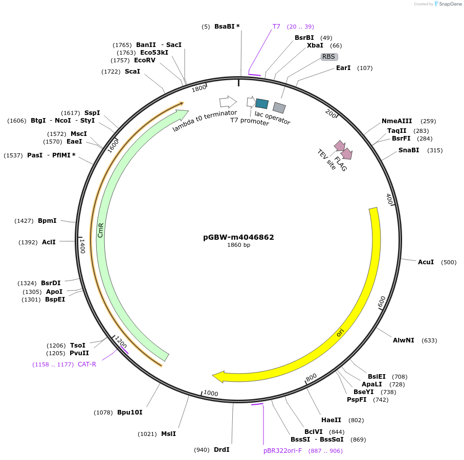 145638-plasmid-map-sequence-id-287815