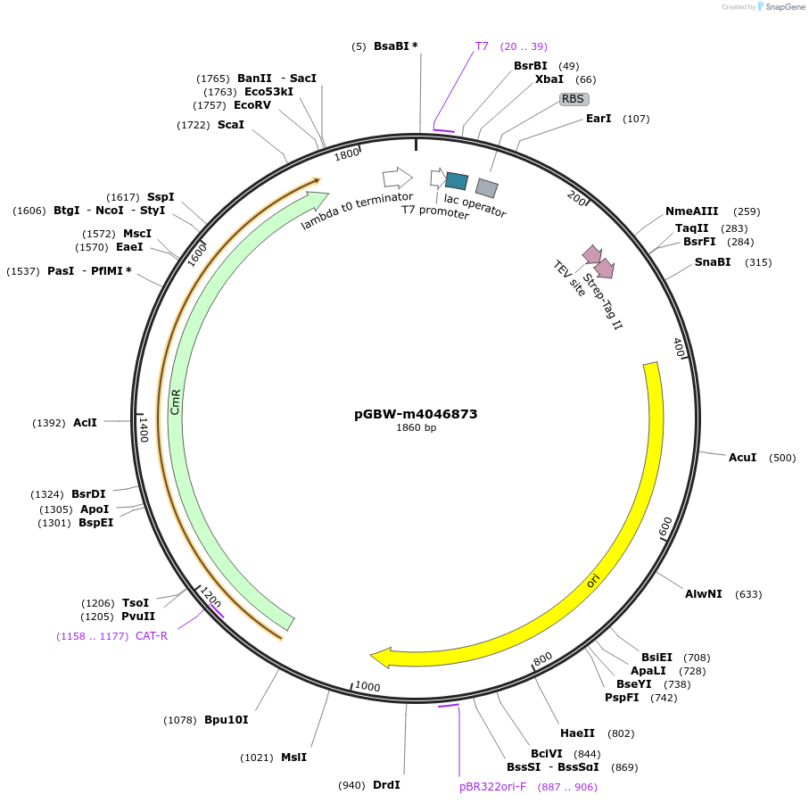 145650-plasmid-map-sequence-id-287827