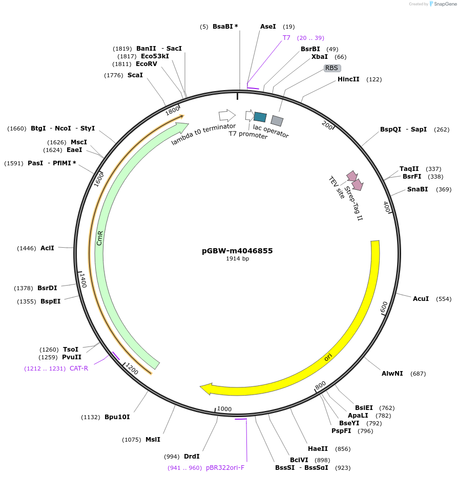 145655-plasmid-map-sequence-id-287832