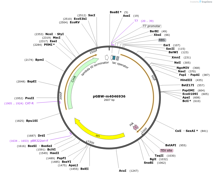 145656-plasmid-map-sequence-id-287833