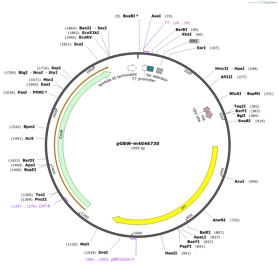 145659-plasmid-map-sequence-id-287836