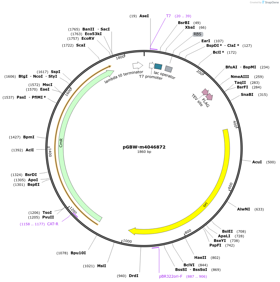 145667-plasmid-map-sequence-id-287844