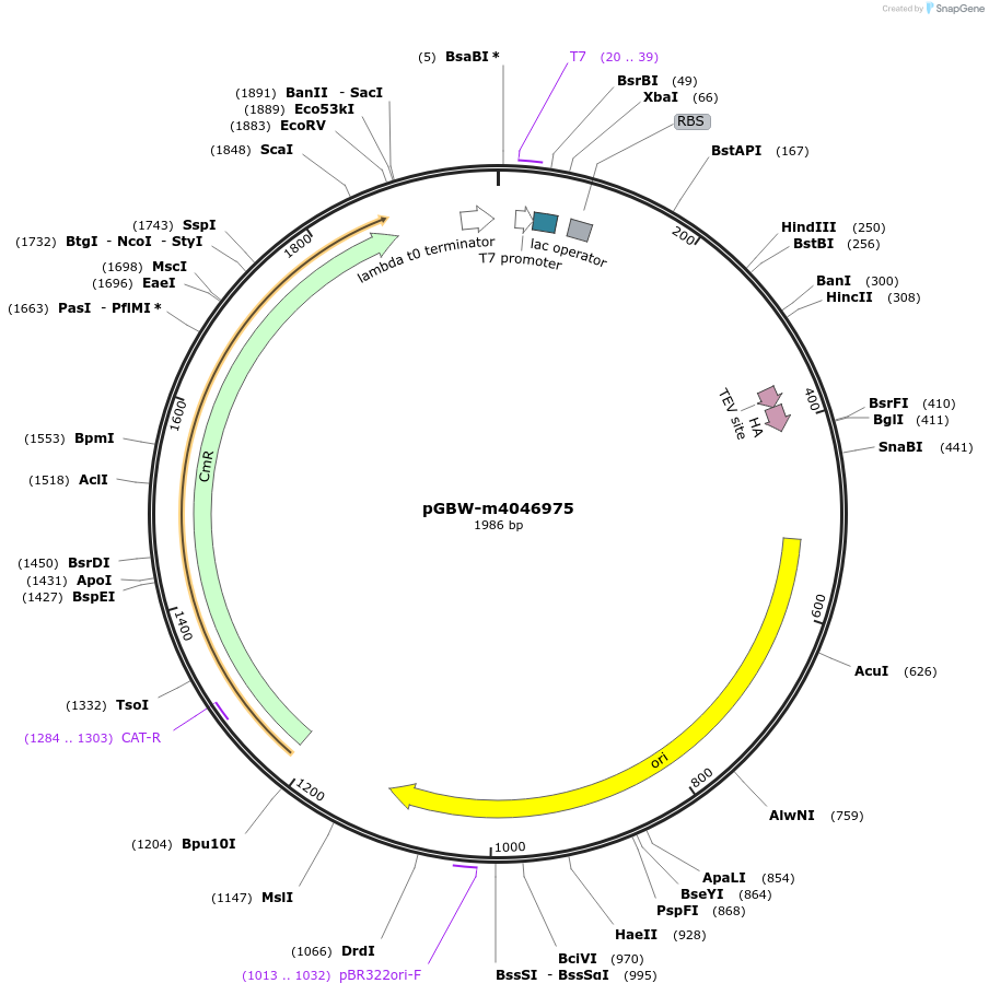 145679-plasmid-map-sequence-id-287856